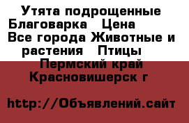 Утята подрощенные Благоварка › Цена ­ 100 - Все города Животные и растения » Птицы   . Пермский край,Красновишерск г.